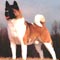 Japanese akita inu puppies for sale in london